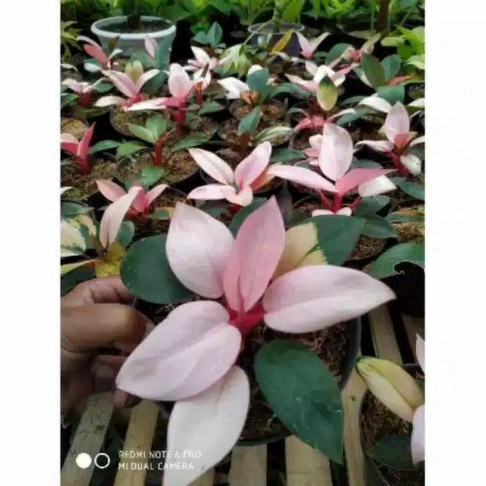 Yuxurystore- Tanaman Hias Philodendron Pink Congo / Dark Lord Pink Congok / Philo P