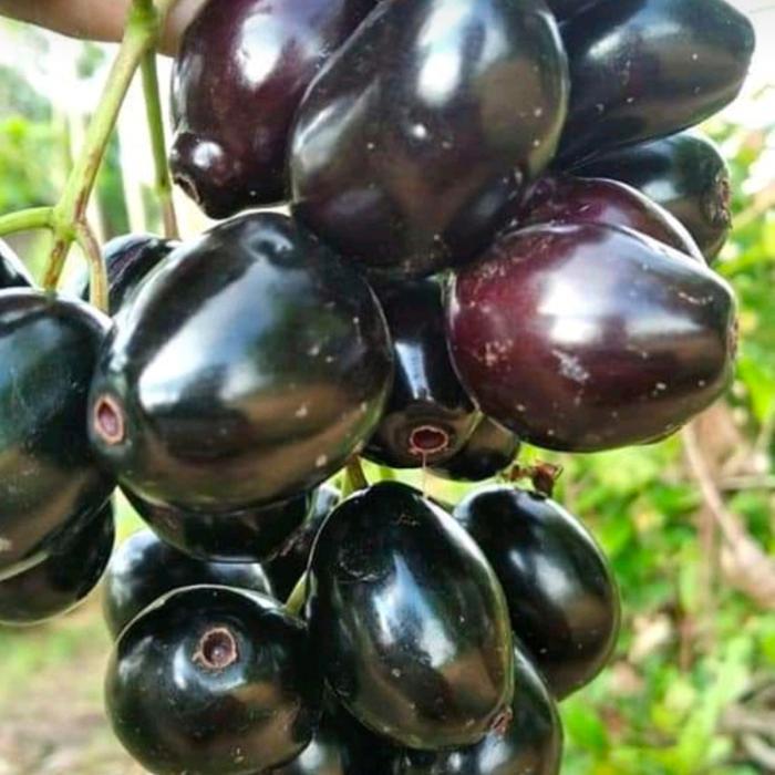 TERLARIS buah Jamblang 1kg sudah termasuk TOPLES dan KARDUS