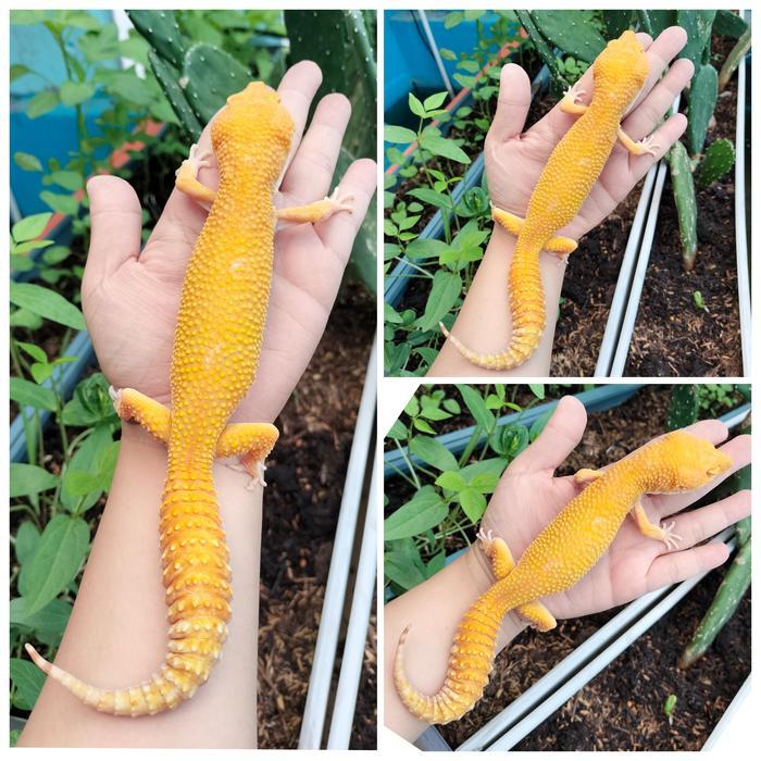 DISKON Leopard Gecko Jumbo Sunglow Gede