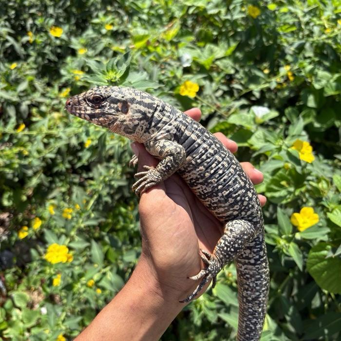 READY GE Red tegu calon super pedes cakep
