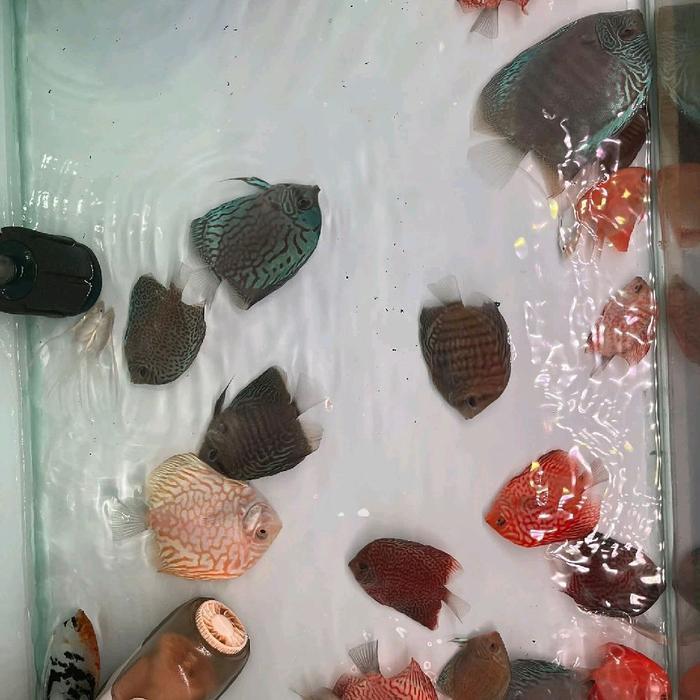 READY GE ikan discus 2,5 - 3 inch 10 ekor discus leopard lss blue diamond red melon yellow pigeon