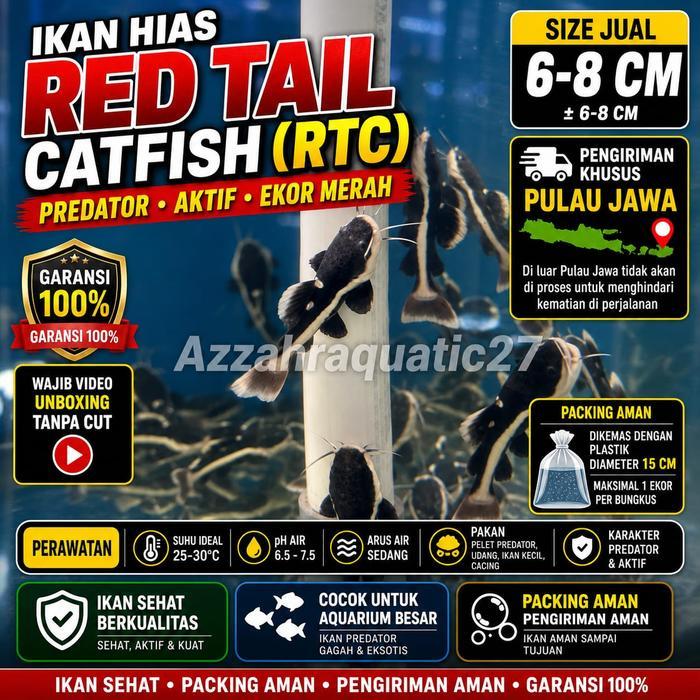 READY Ikan Hias Red Tail Catfish RTC Size 6-8 Cm Ikan Lele Hias Predator Air Tar Aquarium