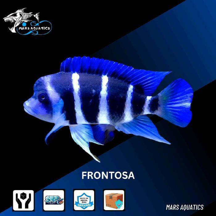 Ready Hiasan Aquarium Ikan Frontosa Burundi Tankmate Mantul Big Size