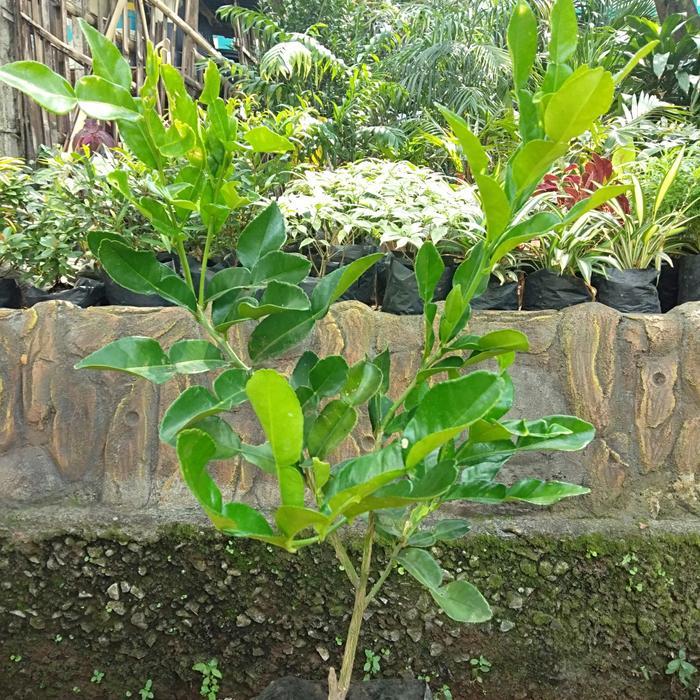 Delli Shop - Bibit Buah Jerruk Purut Siap Tanam / Buah Jeruk/ Jeruk Purut Cangkok / Daun Jeruk Masak