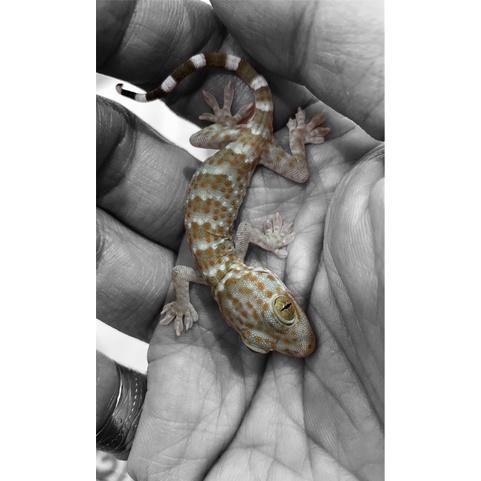 REDAY Terlaris Gecko Gecko Baby Promo Murah