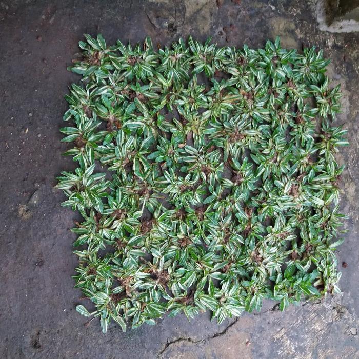 rumput varigata/gajah mini varigata 1x1 meter