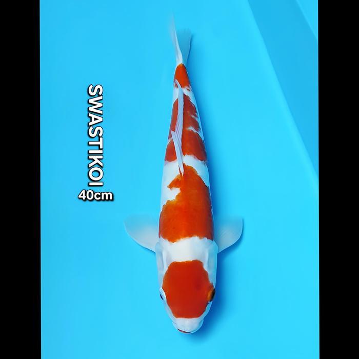 Ikan Koi Blitar Jumbo Kohaku 40Cm Terbaru 