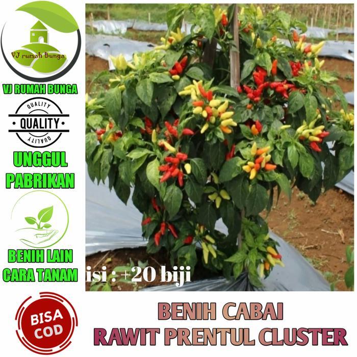 Benih bibit cabai rawit prentul klaster cabe rawit prentul cluster