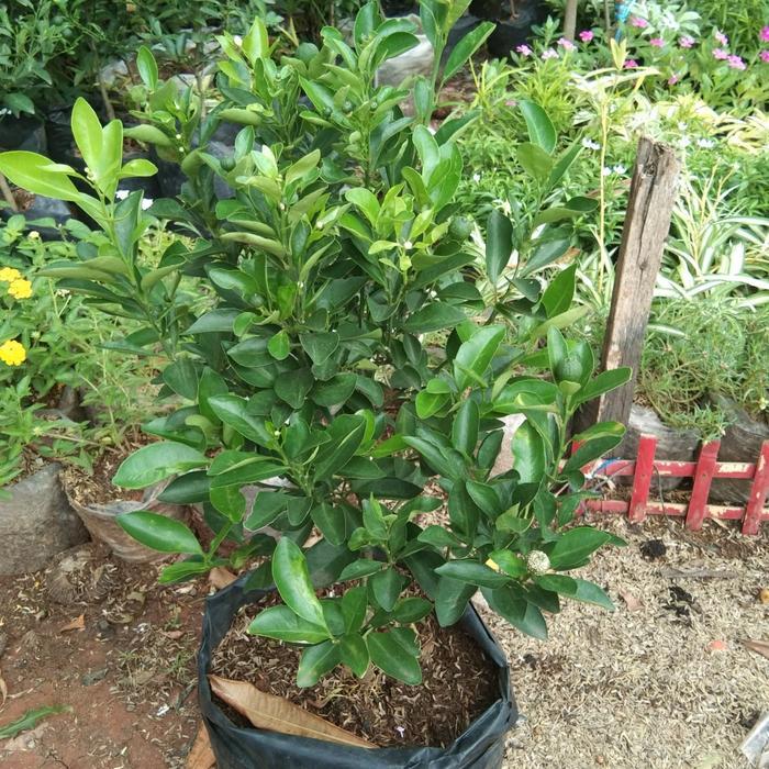 bibit tanaman buah jeruk sonkit kip