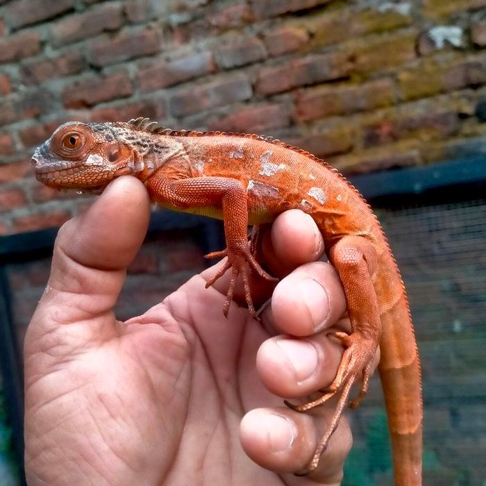 Ready iguana merah red iguana