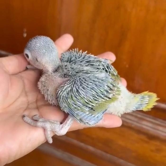 Indian RingNeck Parrot Baby Burung Jinak Pintar Lucu