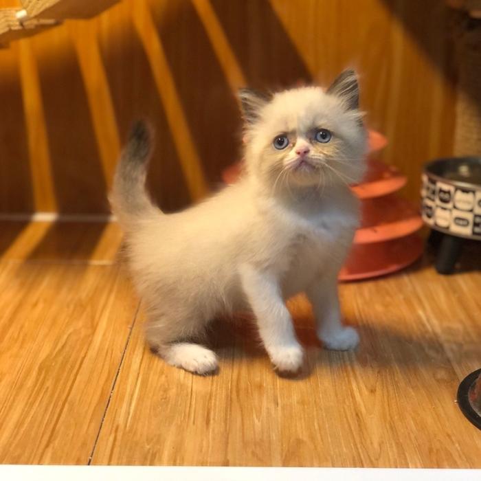 Ready SJ kucing ragdoll betina