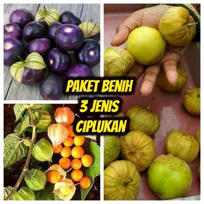 uikb Paket Hemat Benih - Biji 3 Jenis Ciplukan Ungu - Orange - Jumbo