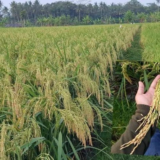 uikb Benih Padi Hms 700 1Kg