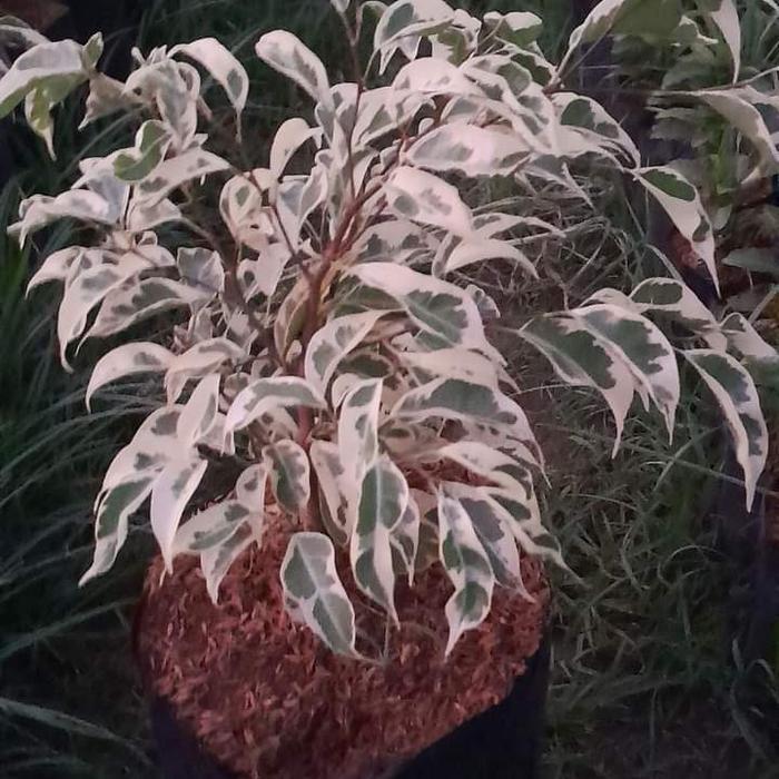 tanaman bonsai beringin putih varigata/bibit pohon bonsai beringin varigata