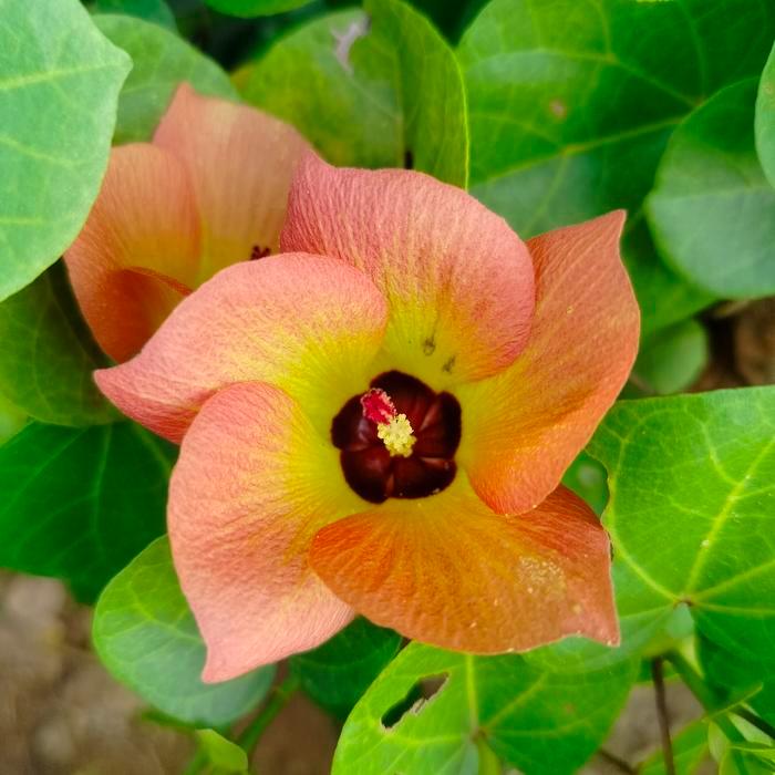 tanaman Bahan bonsai import waru Vietnam bagus subur