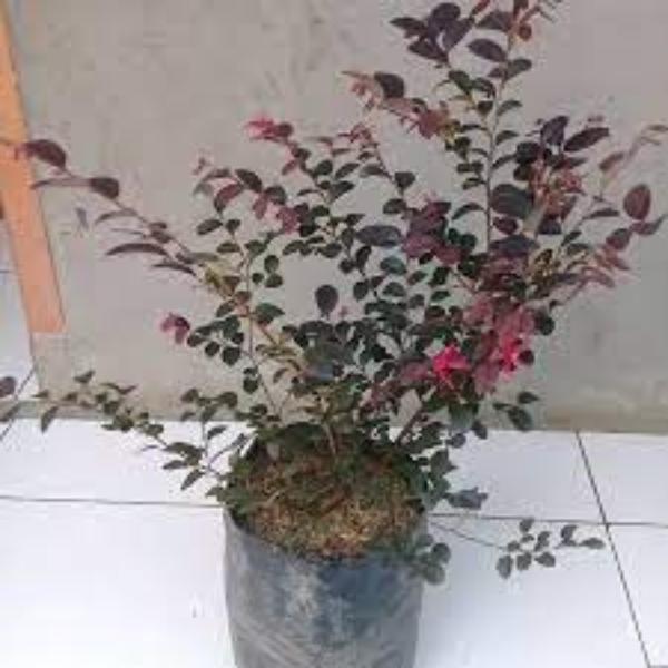 TANAMAN HIAS SERUT MERAH BAHAN BONSAI bibit serut merah