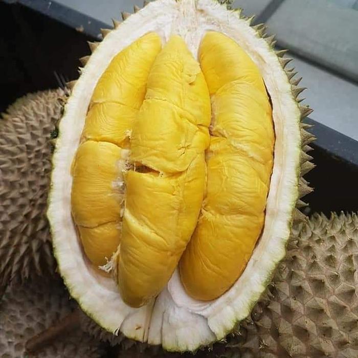 Bibit Durian Musangking Kaki 3 Hasil Okulasi