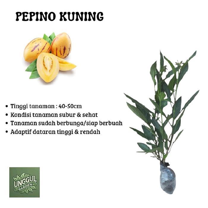 Bibit Tanaman Buah Pepino Kuning -Pepino Melon