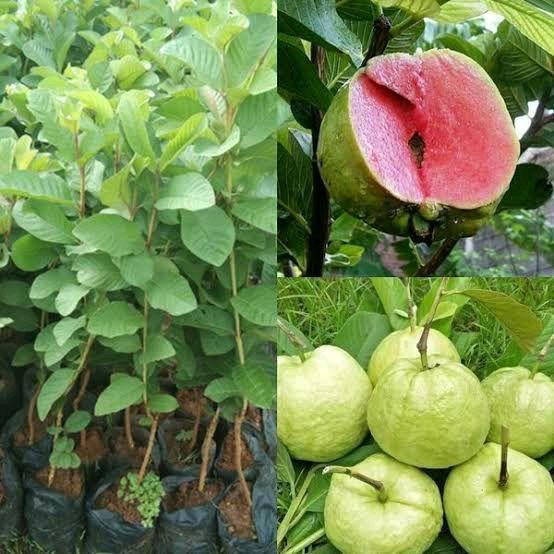 Tanamsegar- Benih Bibit Jambu Kristal Tanpa Biji Kualitas Super Unggul