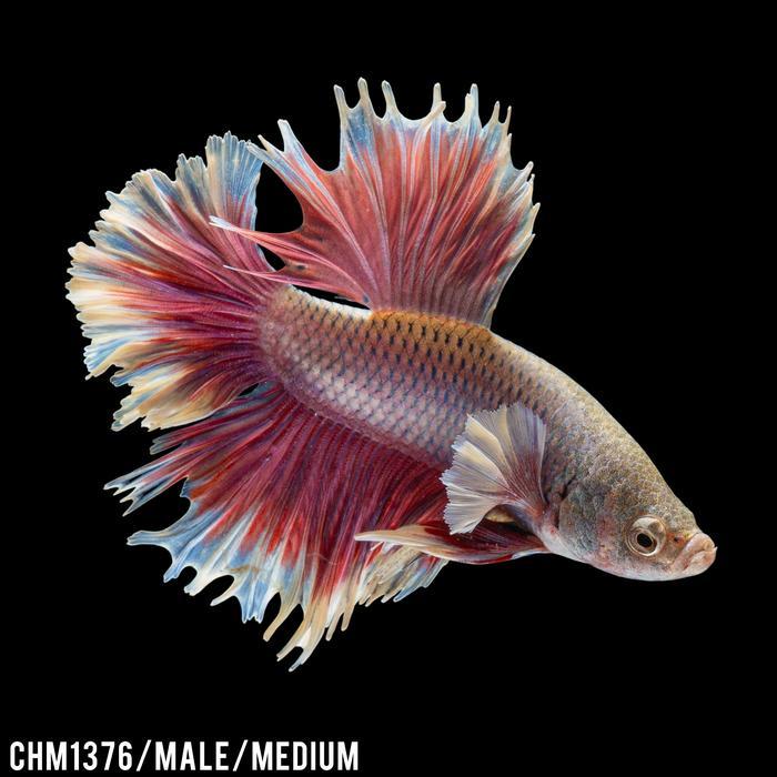 New Cupang Hias Halfmoon Pink / Betta Fish Halfmoon