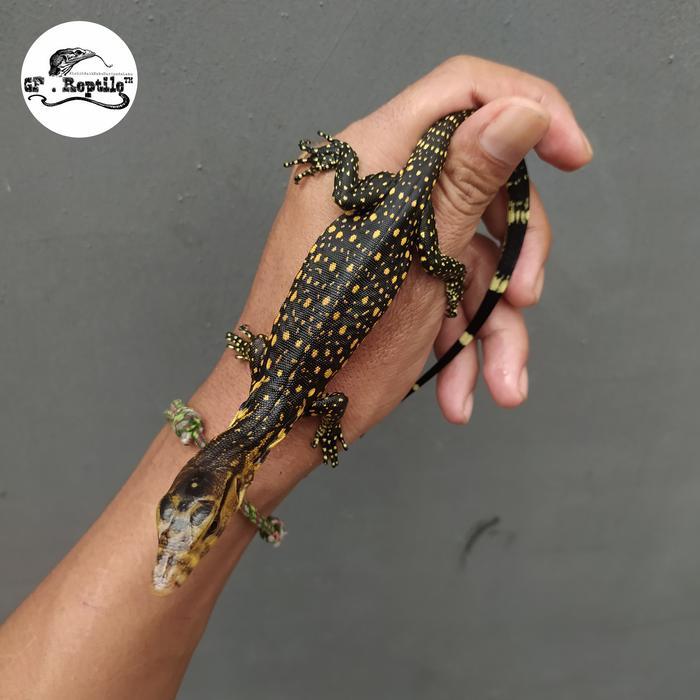 REDAY Terlaris varanus salvator celebensis sidrap baby Promo Murah