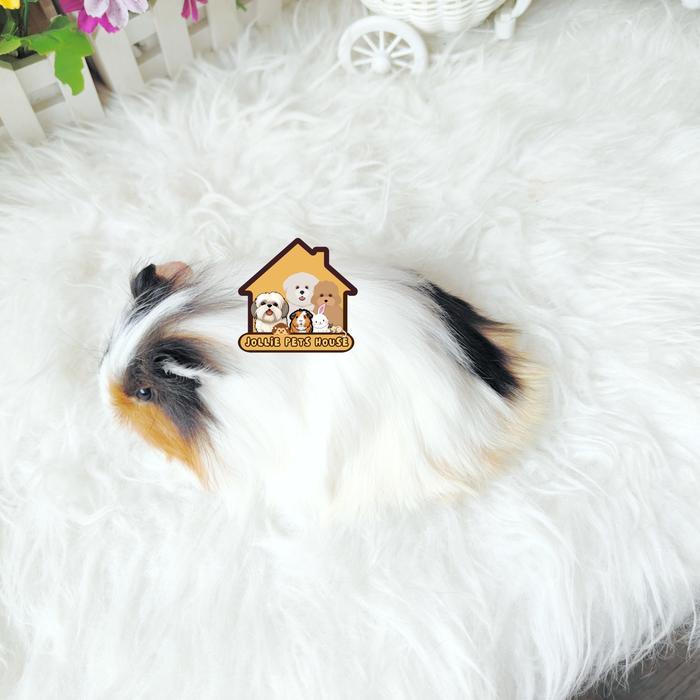 Terlariss Gp guineapig silkie Guinea pig marmut cavy cavi sheltie tikus belanda