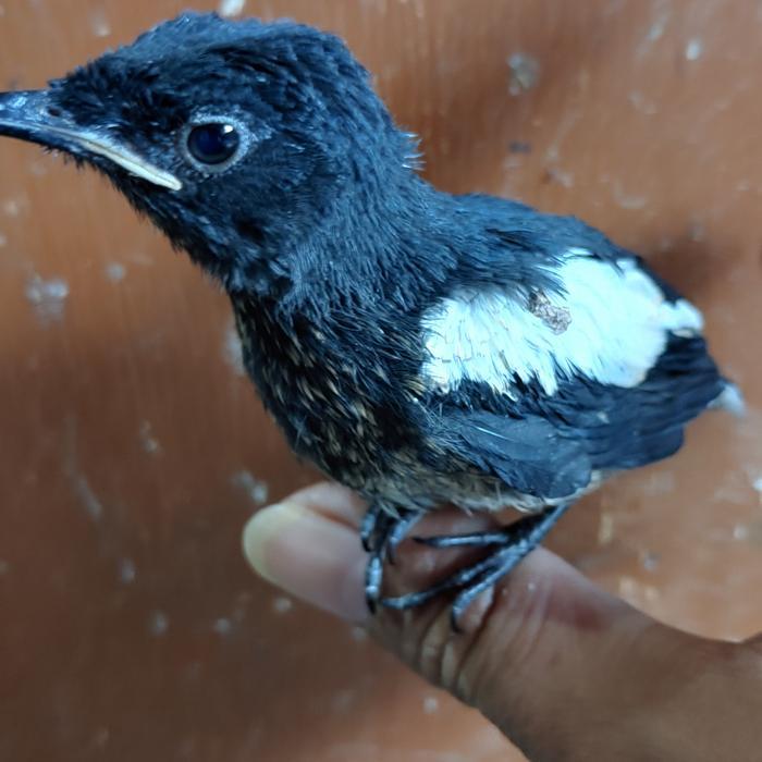 Kacer Anakan Jantan Lolohan Burung Kicau