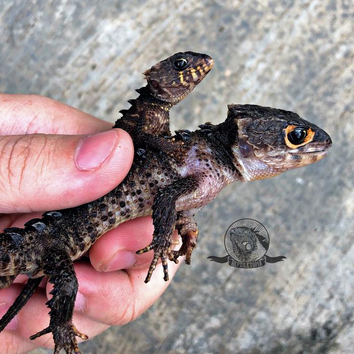 Spesial Promo Red Eye Croile Skink - Kadal Duri Mata Merah