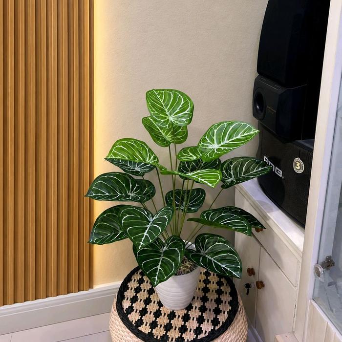 Tanaman hias keladi kuping gajah + daun 18 + pot pirus + artificial latex