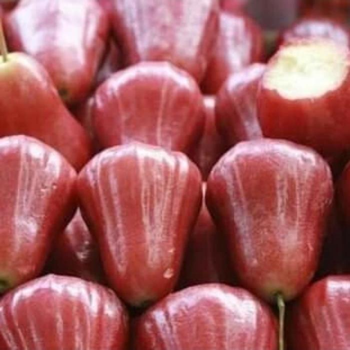 Buah Jambu Citra Merah Jambu Air Citra Merah 1 Kg