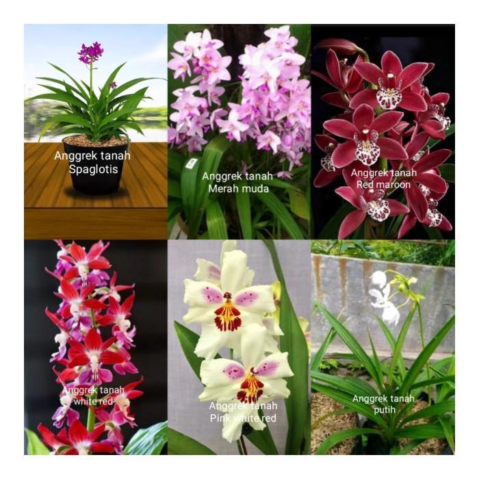 READY STOCK Tanaman hias paket 6 Anggrek tanah macam jenis bunga bunga anggrek tanah