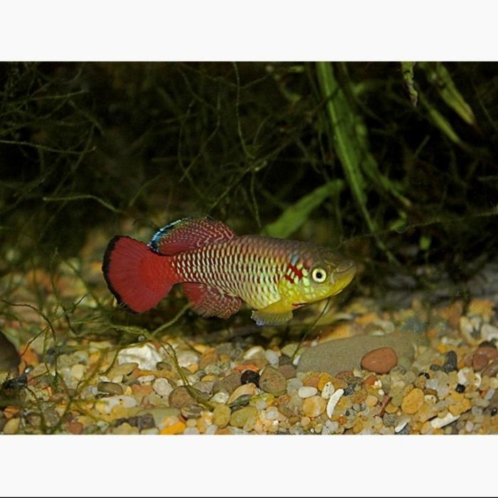 Promo Ikan Hias Air Tawar Killifish Guentheri Red Male Dewasa Hiasan Aquarium Aquascape Paludarium