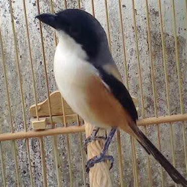 READY burung pentet blangkon ori madura full kepala hitam bahan istime