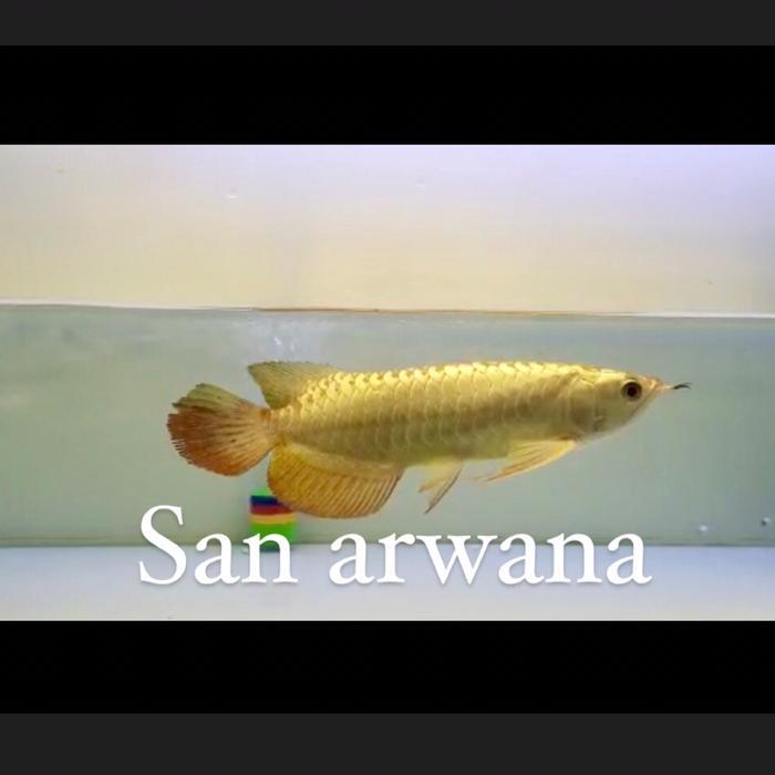 Golden Crossback Arwana 24K Gold Head Terbaru 