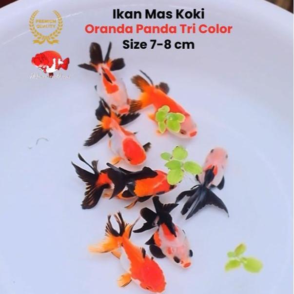 Ikan Mas Koki Panda 3 Color Bergaransi Size 7-8 Cm Cocok Untuk Pemula Terbaru 
