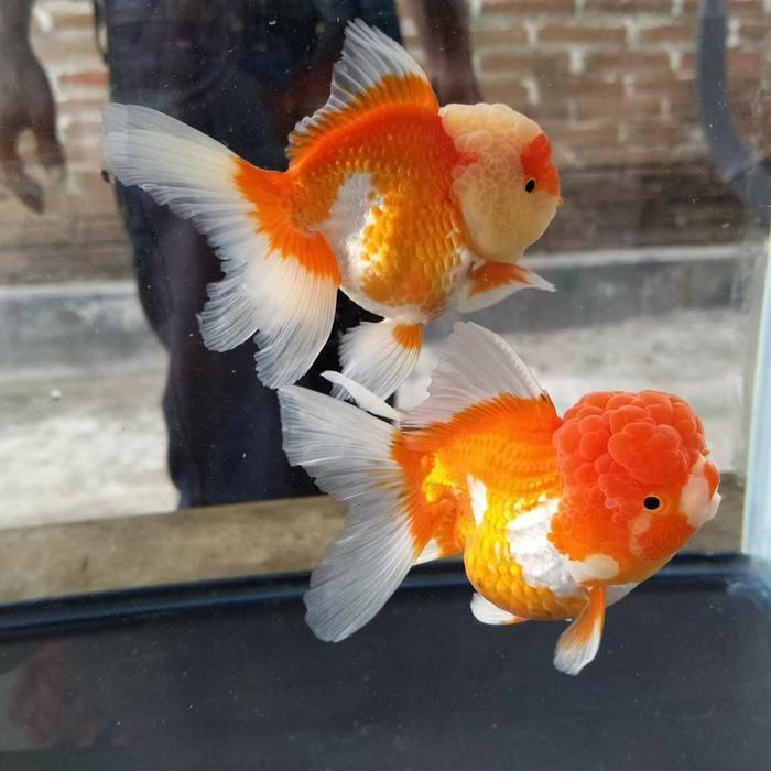 Ikan Mas Koki Oranda Short Body Terbaru 