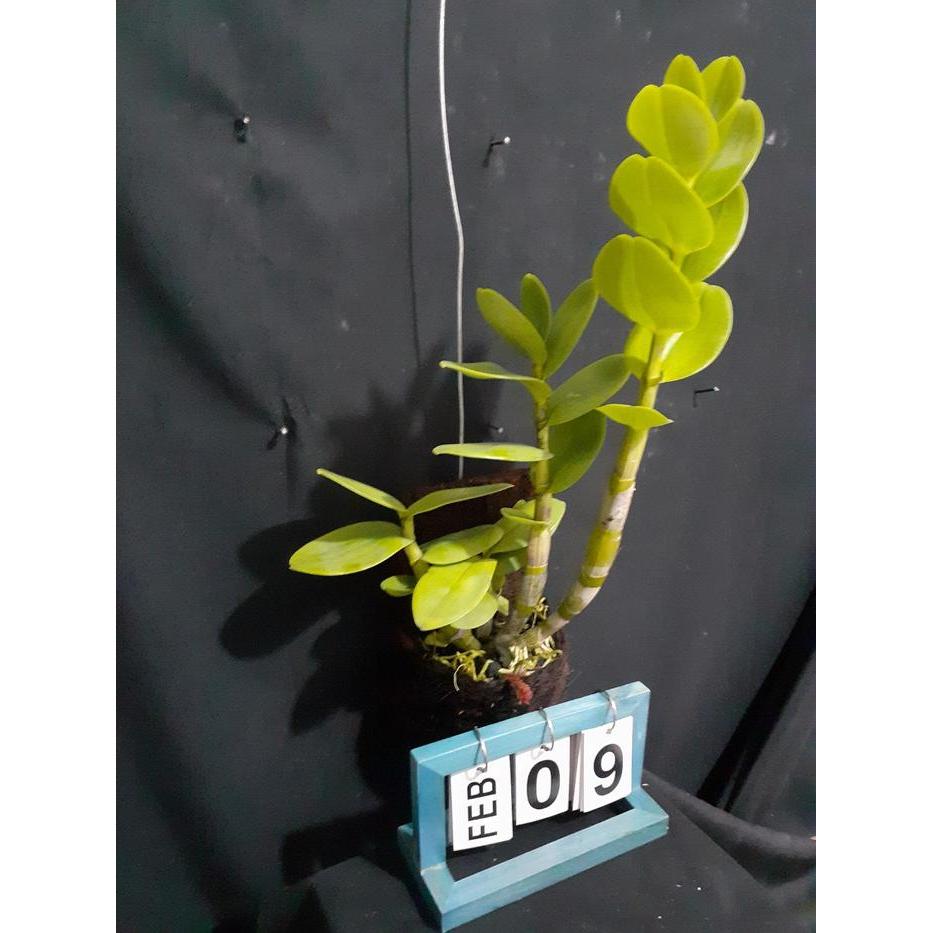 Yuxurystore- [ Dewasa ] Dendrobium Discolor Merauke