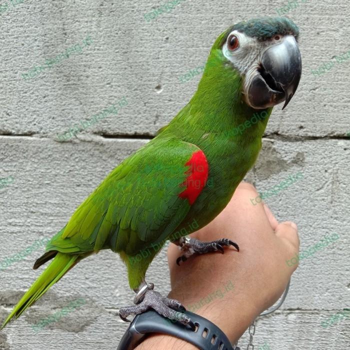Ready SJ hans macaw jinak