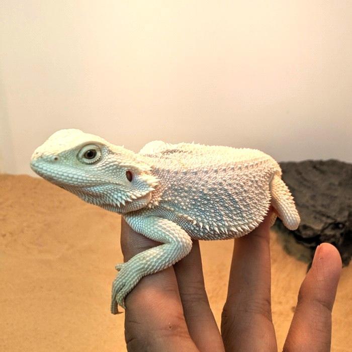 Ready SJ bearded dragon zero hypo baby up