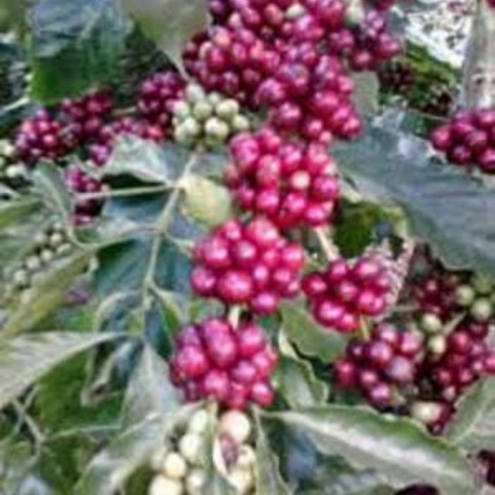 Bibit Tanaman Buah Kopi/ Bibit Pohona Kopi Arabica