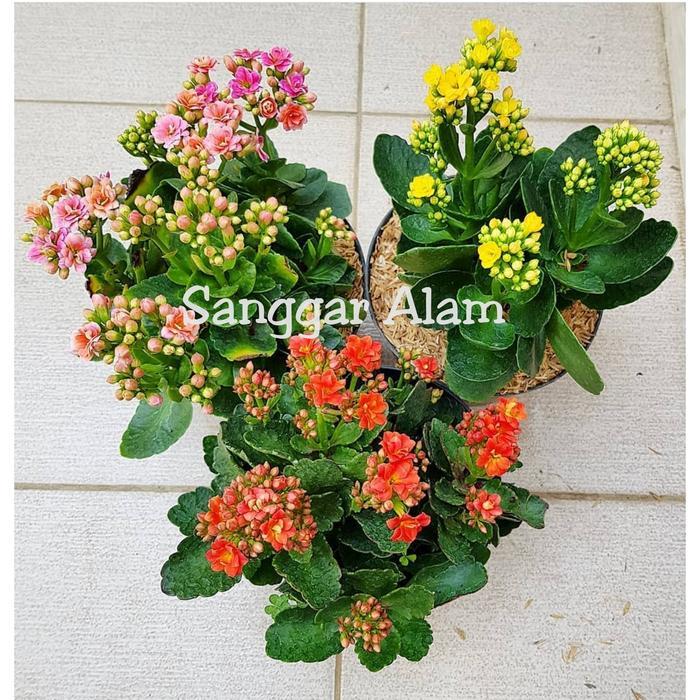 Paket Hemat Tanaman 3 Cocor Bebek+Pot