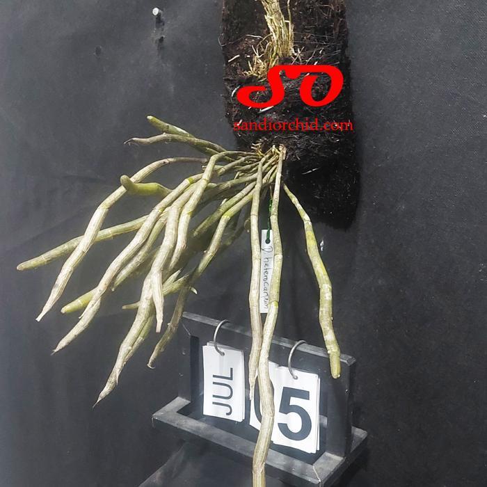 READY STOCK [ DEWASA ] Dendrobium heterocarpum : Keindahan Lembut dari Surga Tropis
