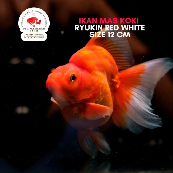 Ikan Koki Ryukin Oreo Size 8-9 Cm Premium Quality Bergaransi Terbaru 