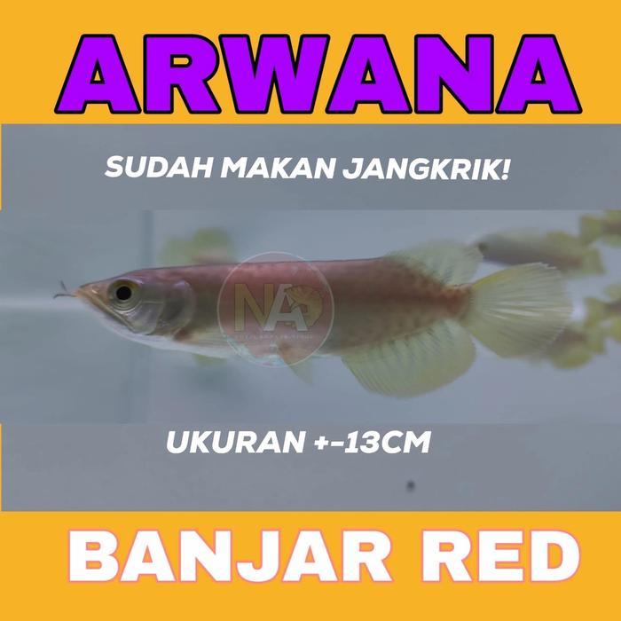 Arwana Arowana Banjar Red Ikan Hias Terbaru 