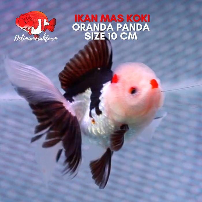 Ikan Mas Koki Oranda Panda 3 Color Short Body Size 8-9 Cm Terbaru 