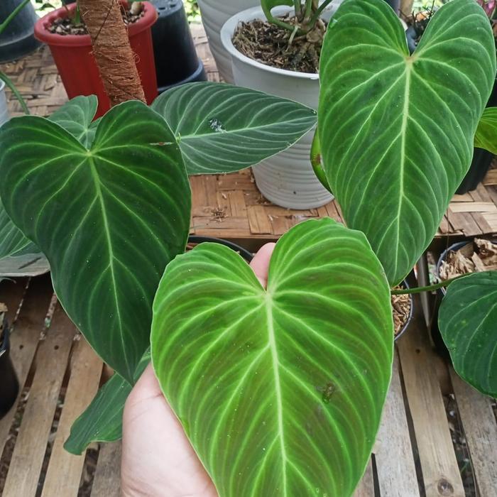 Philodendron Splendid