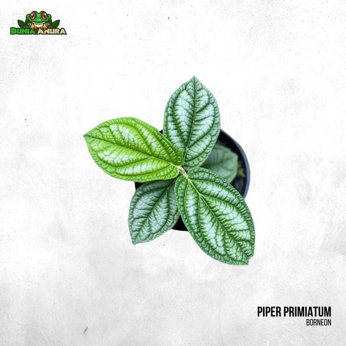 DISKON Tanaman Vivarium Piper Primiatum