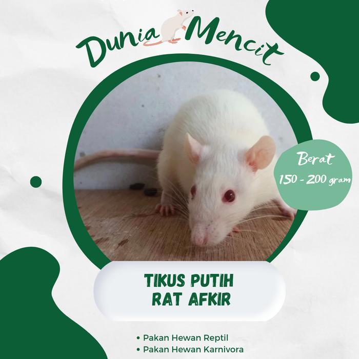 PROMO Tikus Putih Rat Afkir