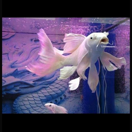 READYY koi platinum slayer berkualitas tinggi size 15-20cm